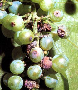 Salkım güvesi zararı